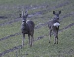 _DSC9254