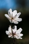 _DSC0884-2